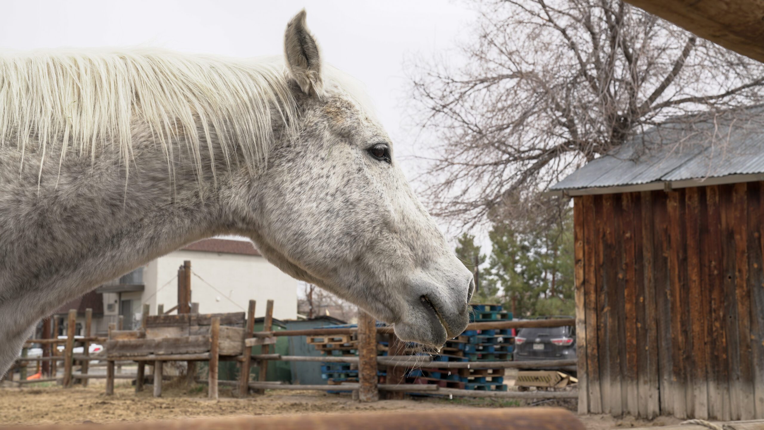 Un caballo blanco con manchas grises junto a un granero de madera