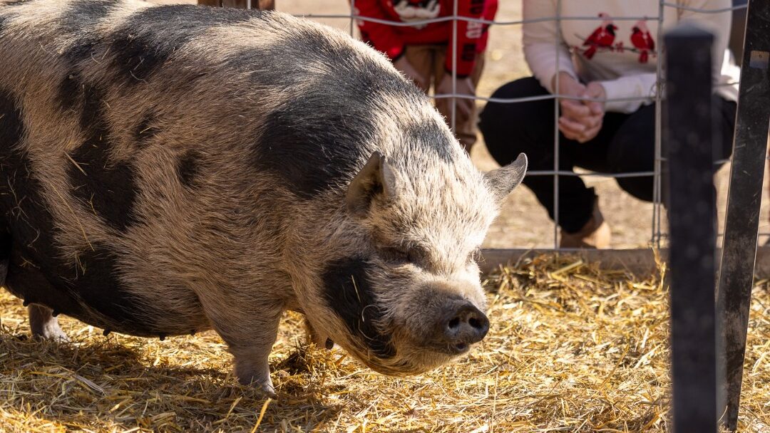 Tig, el cerdito, está en un corral cubierto de hierba, con gente observándolo desde detrás de una valla